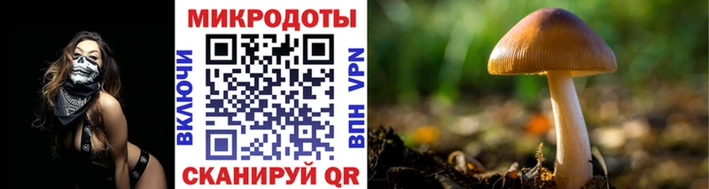 блэк спрут   Кондопога  Псилоцибиновые грибы Cubensis 
